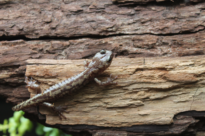 Salamander Terjun Payung Hidup di Pohon Tertinggi di Dunia – Berhasil dengan Itu?