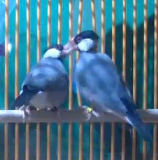 Java Sparrow Courtship