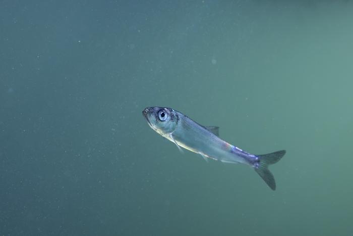 Juvenile Herring