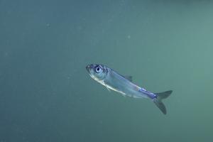 Juvenile Herring