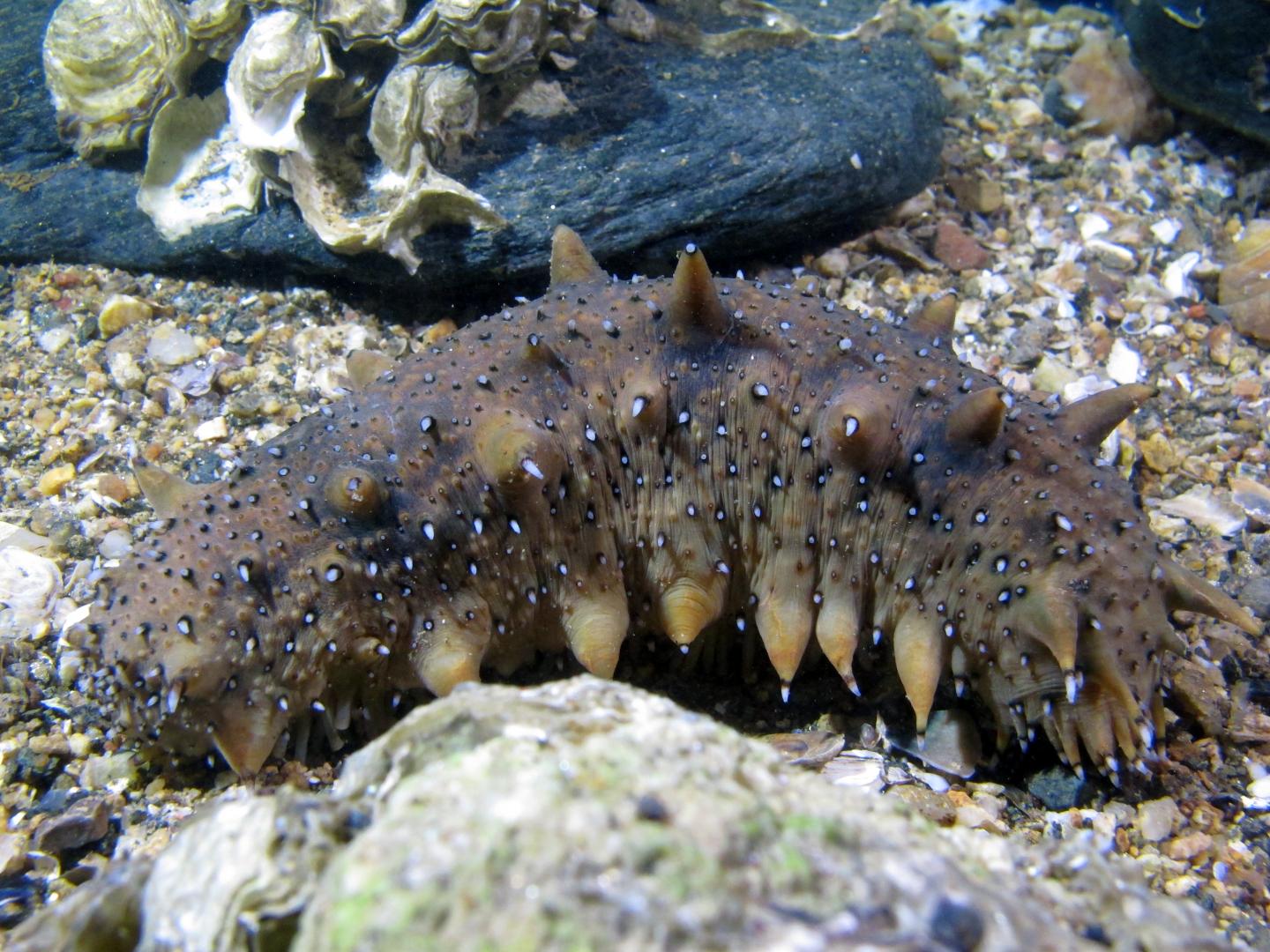 Sea Cucumber