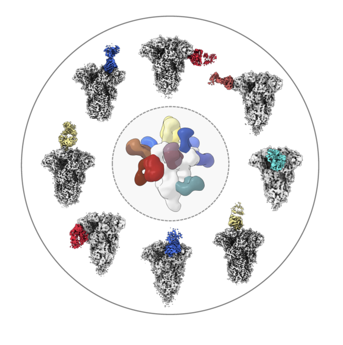 How a COVID-19 infection spurs antibodies against common colds