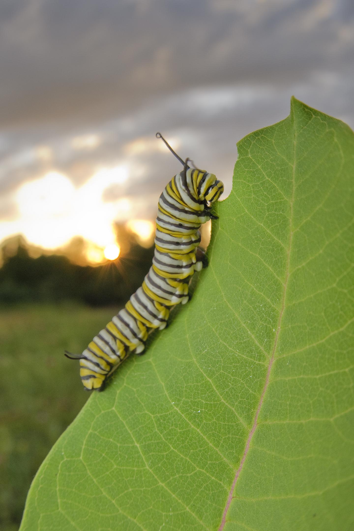 Monarch Caterpillar on Milkweed