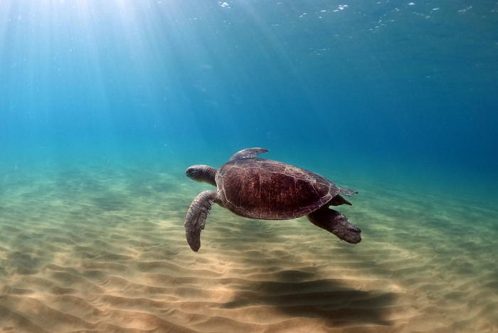 An adult green turtle