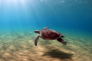 An adult green turtle