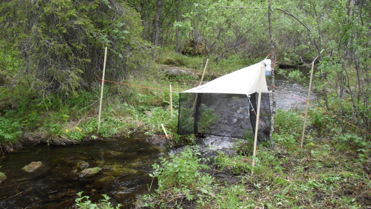 The Tip Of An Iceberg: Four New Fungus Gnat Species From The Scandinavian North (2/2)