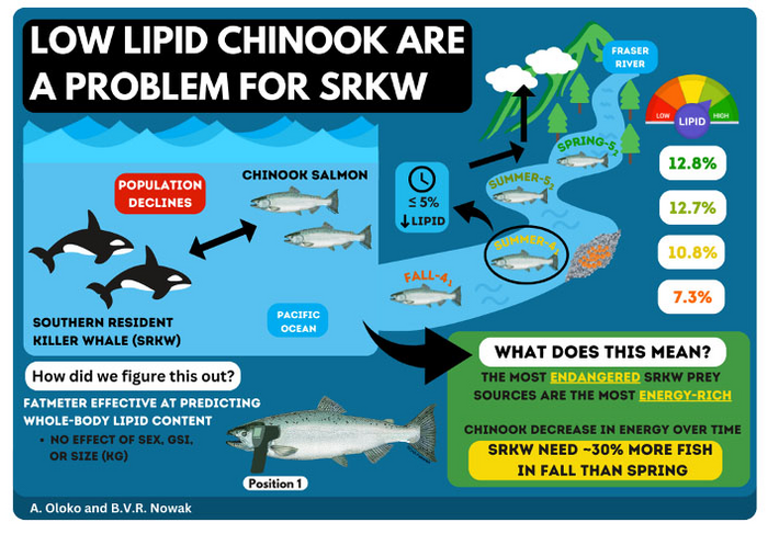 Low lipid Chinook are a problem for SRKW