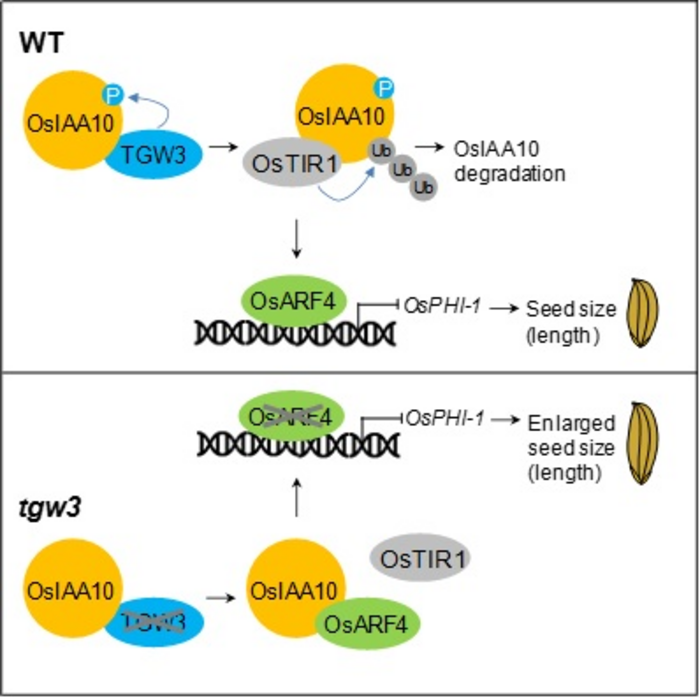 Phosphorylation of OsIAA10 caused by TGW3 shapes rice grain size through alteration of the auxin signaling regulatory module OsTIR1-OsIAA10-OsARF4