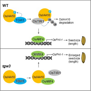 Phosphorylation of OsIAA10 caused by TGW3 shapes rice grain size through alteration of the auxin signaling regulatory module OsTIR1-OsIAA10-OsARF4