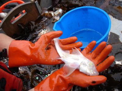 Albino Ratfish on Vessel