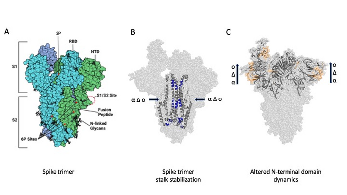 Spike protein_Anand