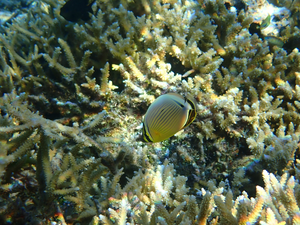 butterflyfish on a Moorea reef