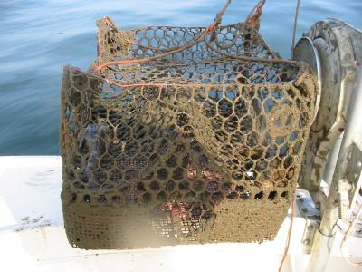 Derelict Blue Crab Trap