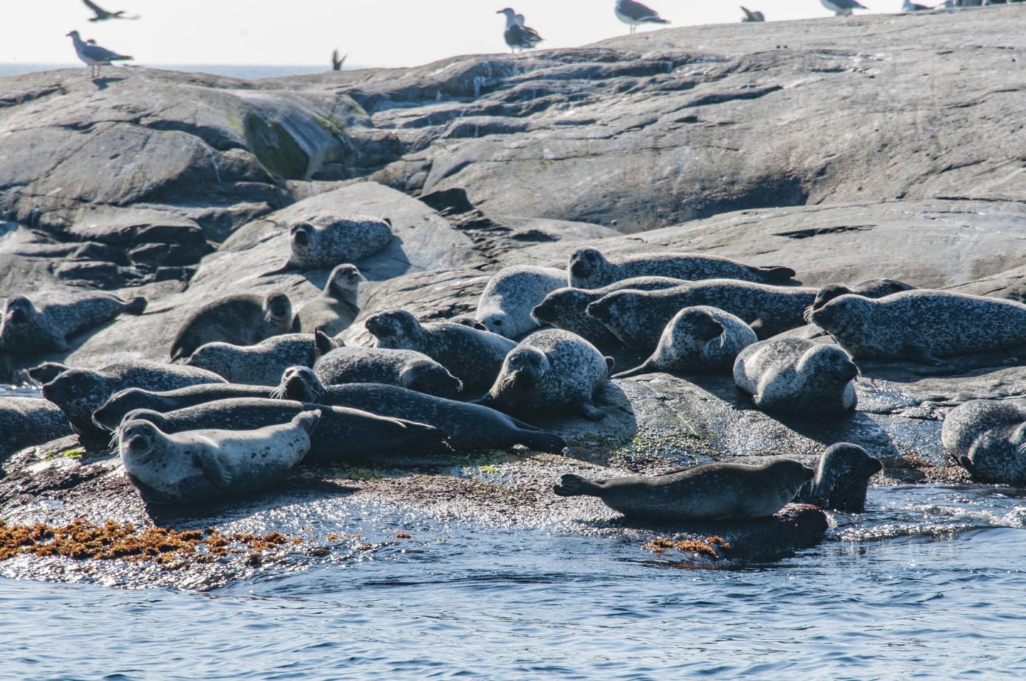 Seals