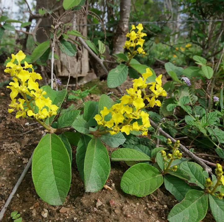 <I>Mcvaughia bahiana</I>