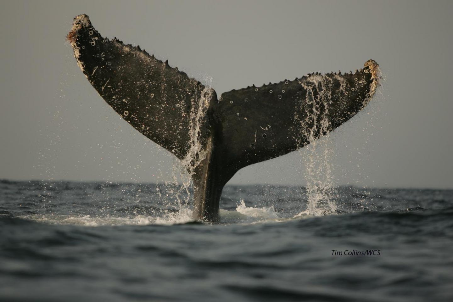 Humpback Whale Tail