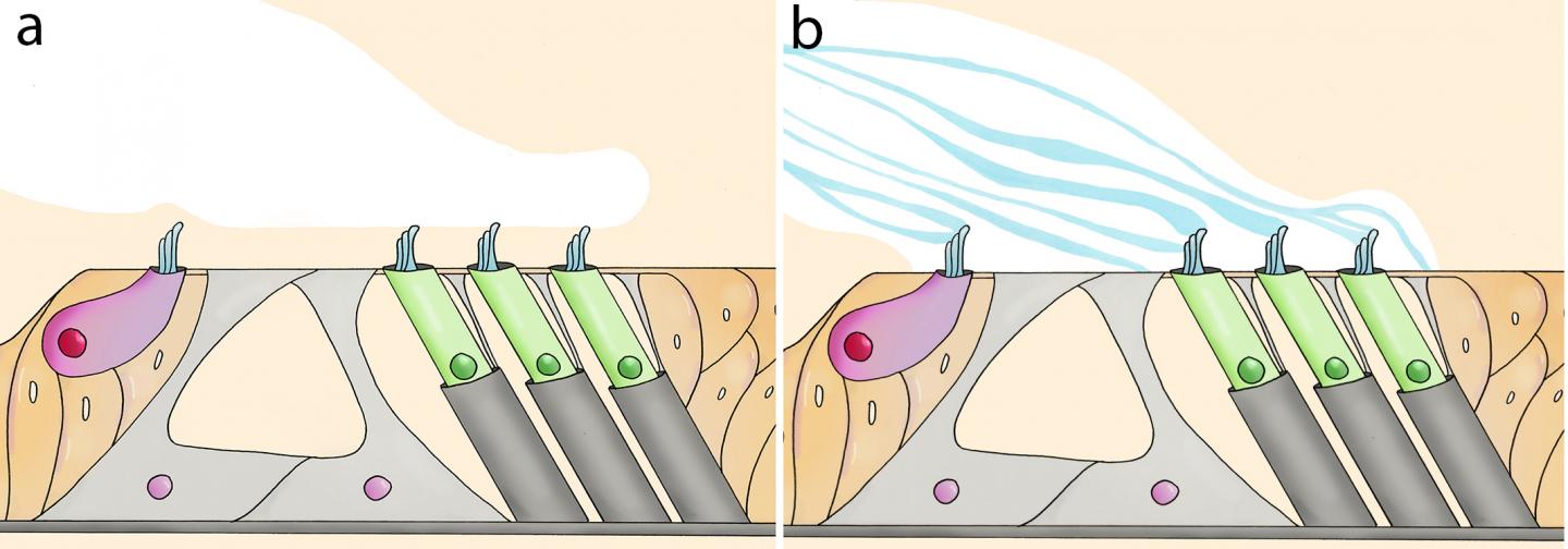 Hair cells in ear