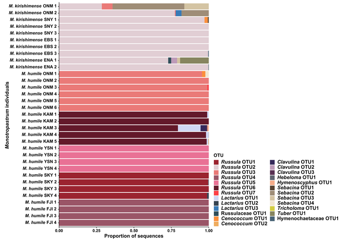 Figure 4. Fungal lineages associated with M. kirishimense and M. humile.