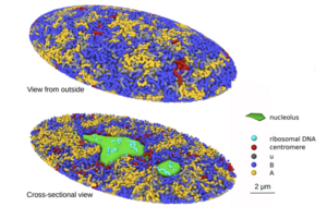 Genome analysis breakthrough