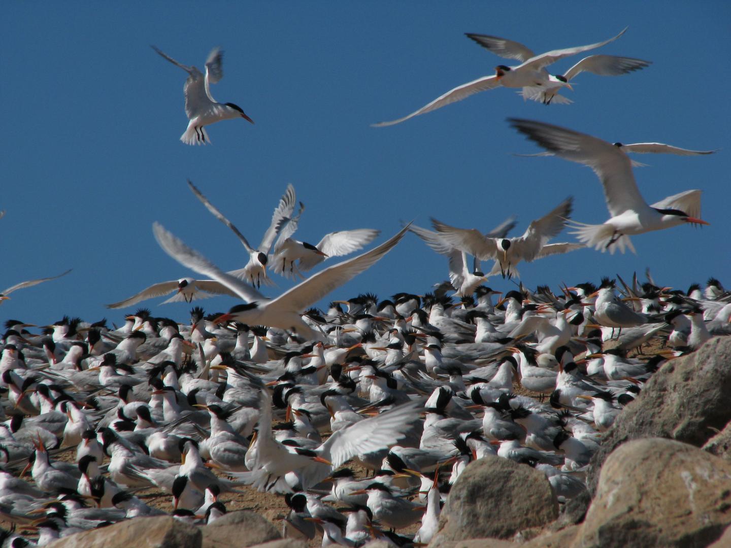 Warmer Ocean Temps, Lack of Food Driving Stalwart Seabirds from Mexico (1 of 4)