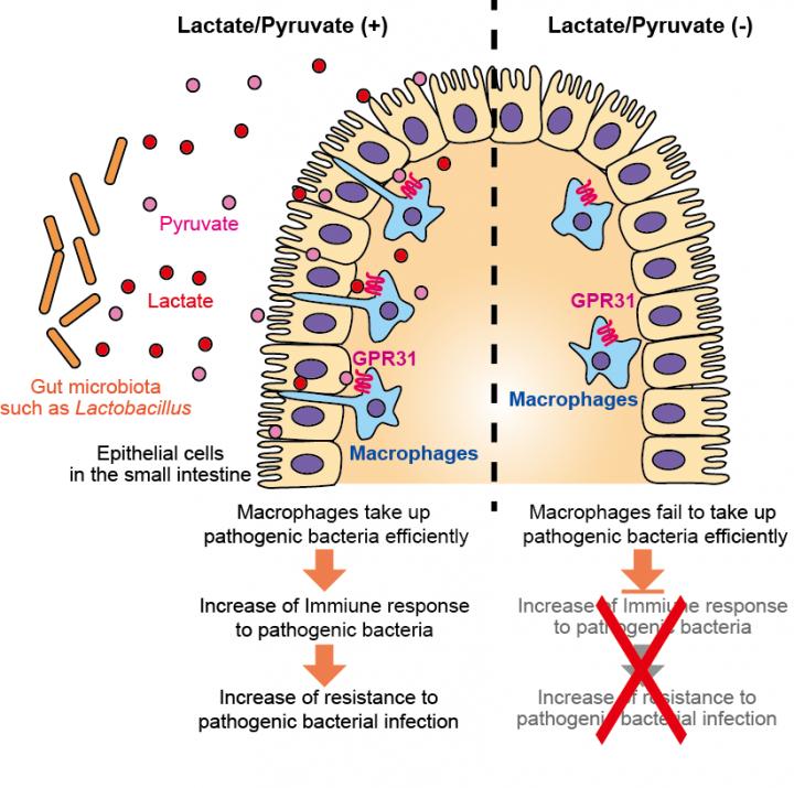Fig.1. Role of Bacterial Metabolites Lactate and Pyruvate in Intestinal Immune Response