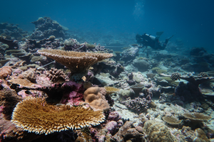 A recovering reef in the Chagos Archipelago