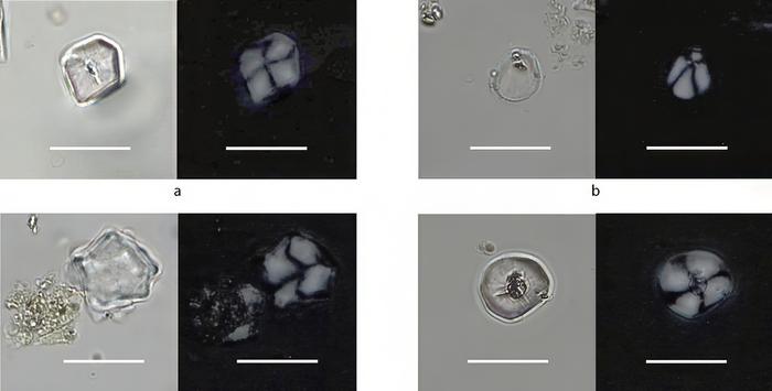 Starch granules