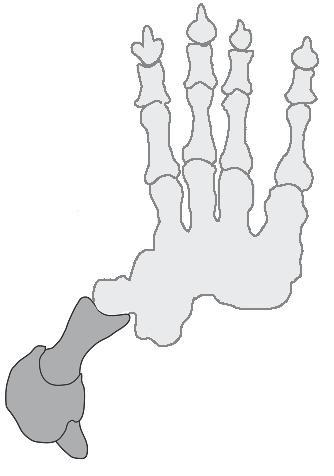 <i>Thylacoleo</i> Hand