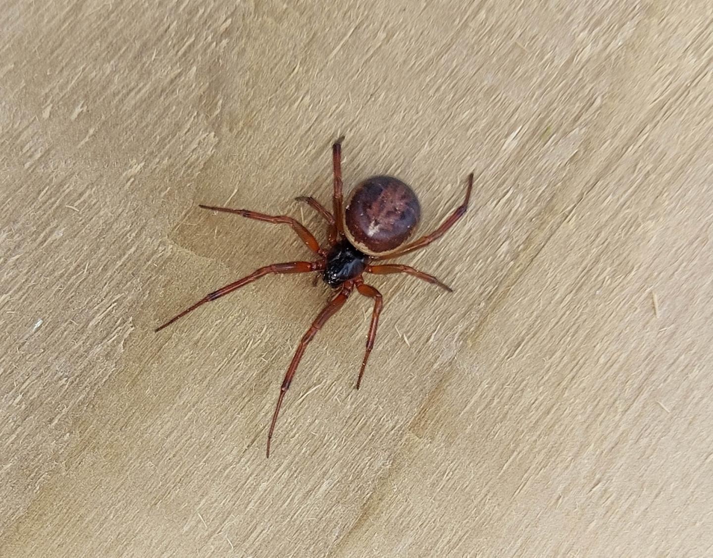 Female Noble False Widow Spider, Steatoda nobilis