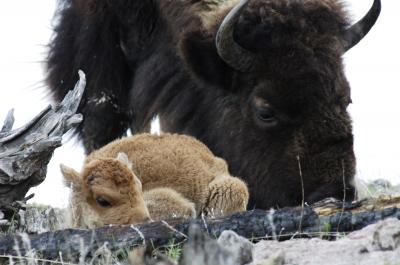Bison and Calf