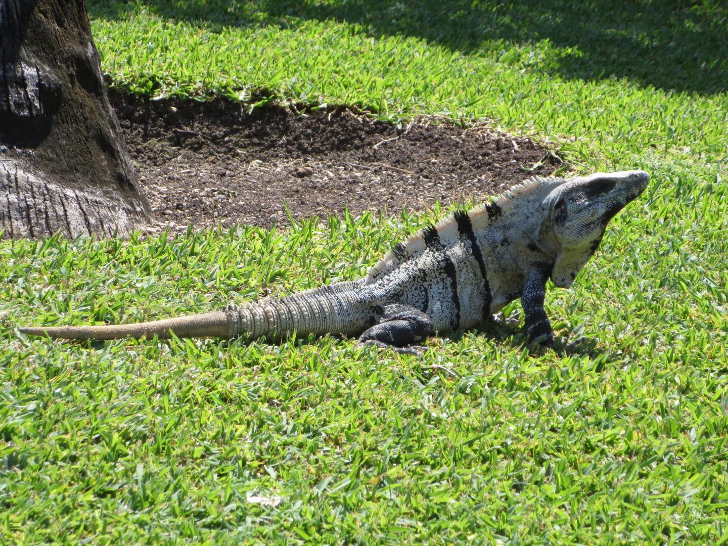 Modern Reptile with Ability to Drop Tail