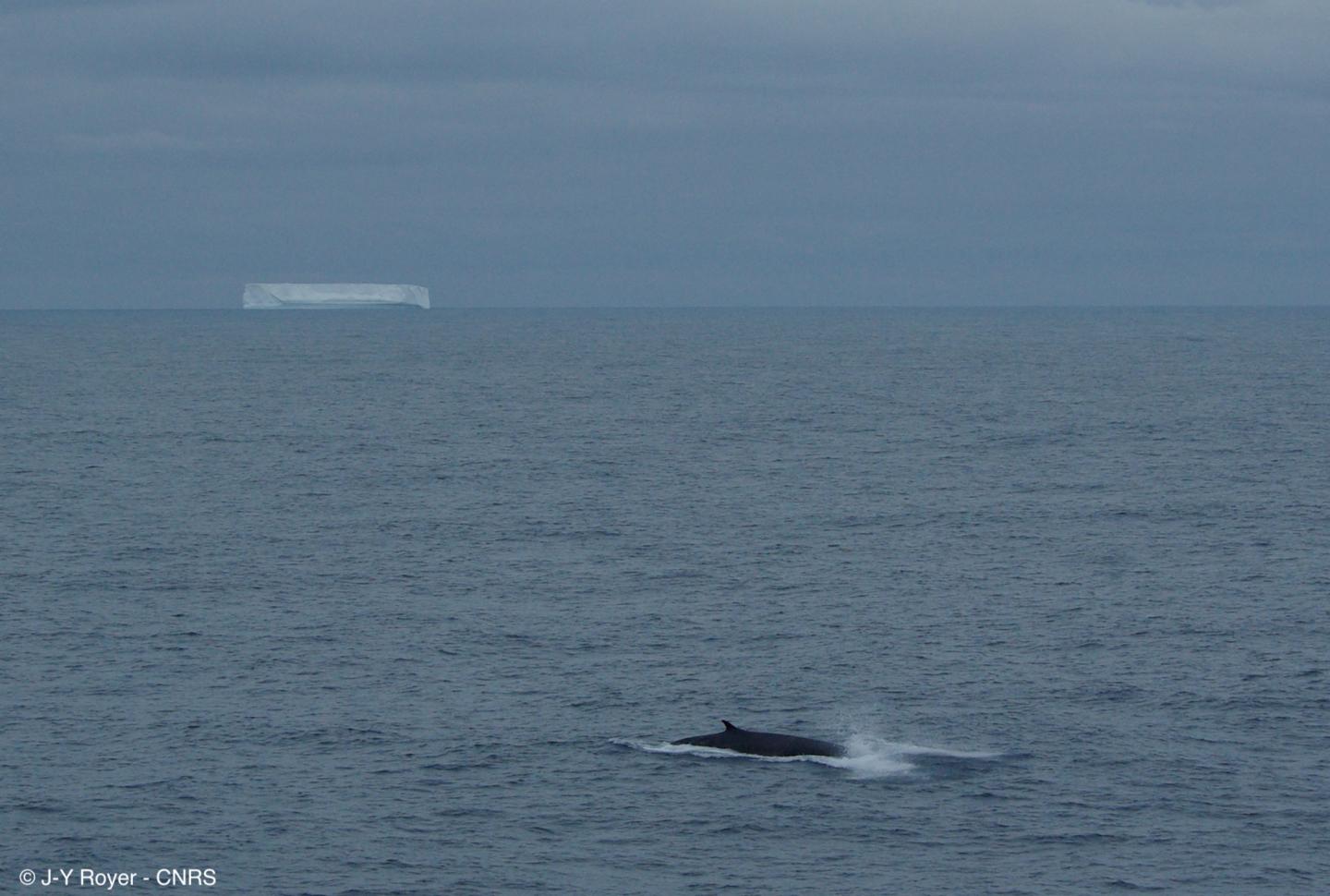 Fin Whale and Iceberg, Southern Indian Ocean
