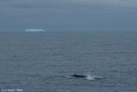 Fin Whale and Iceberg, Southern Indian Ocean