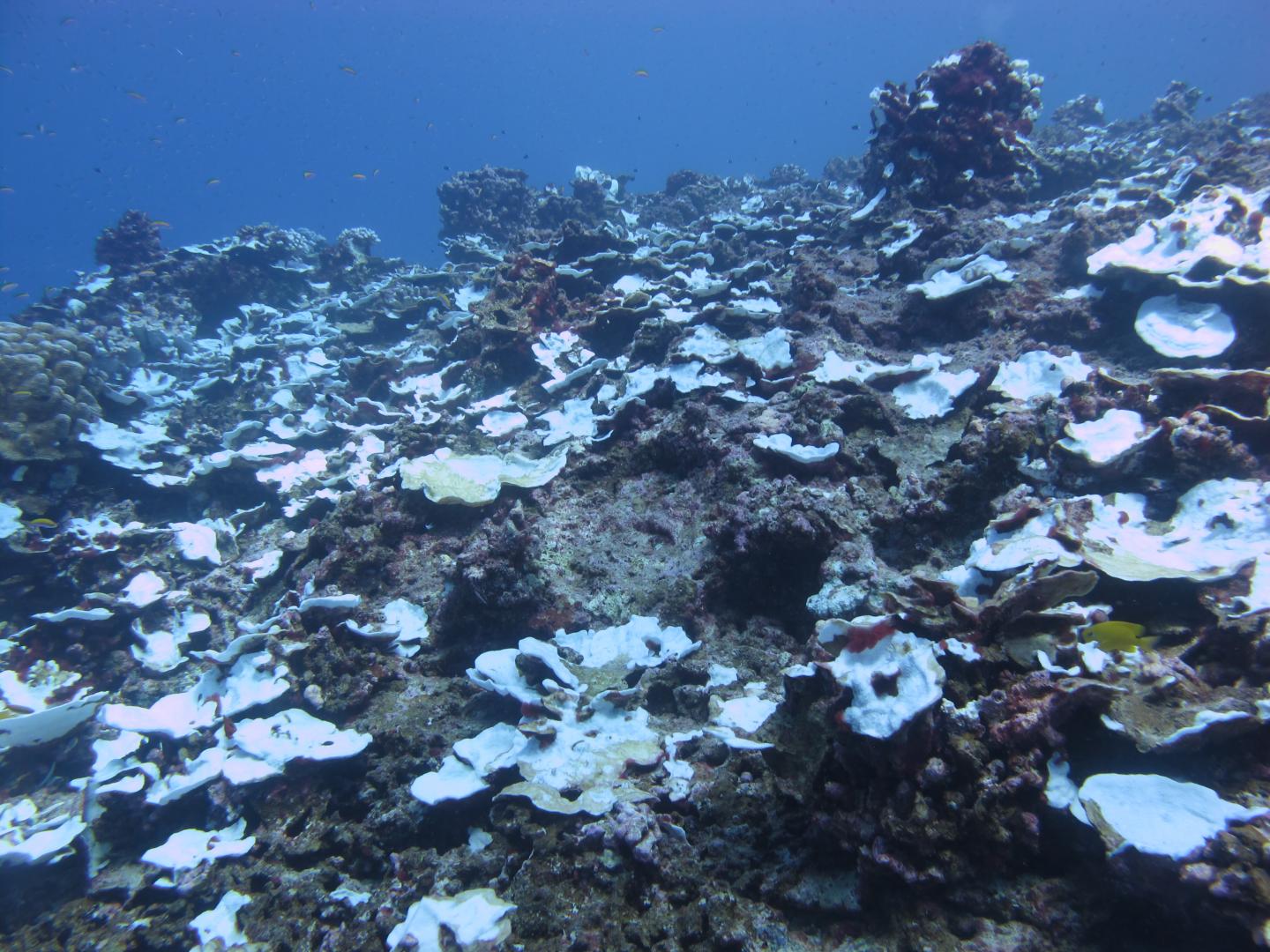 Study Tracks Severe Bleaching Events on a Pacific Coral Reef Over Past Century