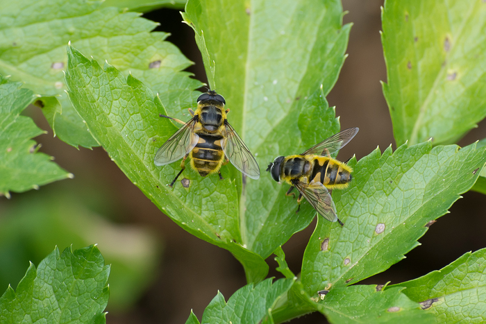 death's-head hoverfly