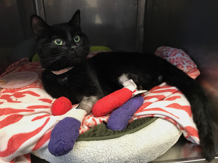 Cat with burn injuries and smo image eurekalert science news releases