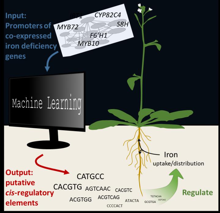 Bioinformatics Work Steps to Identify the Cis-Regulatory Elements