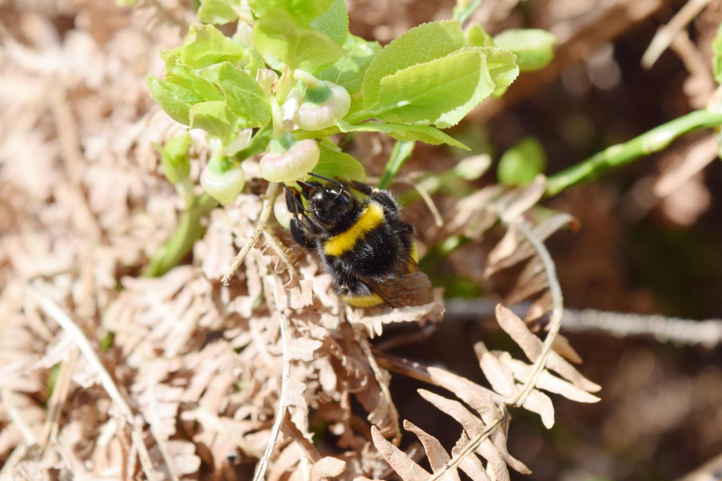 Wild bees need deadwood in the forest