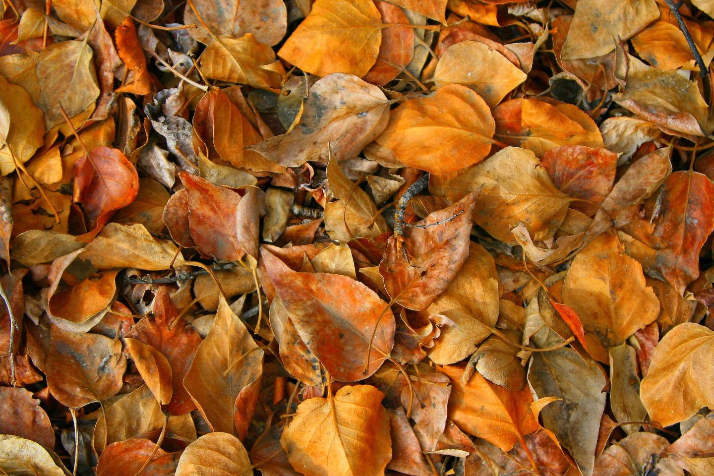Balsam Poplar Leaves