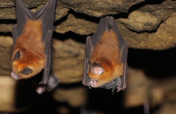 Ghanaian Leaf-Nosed Bat