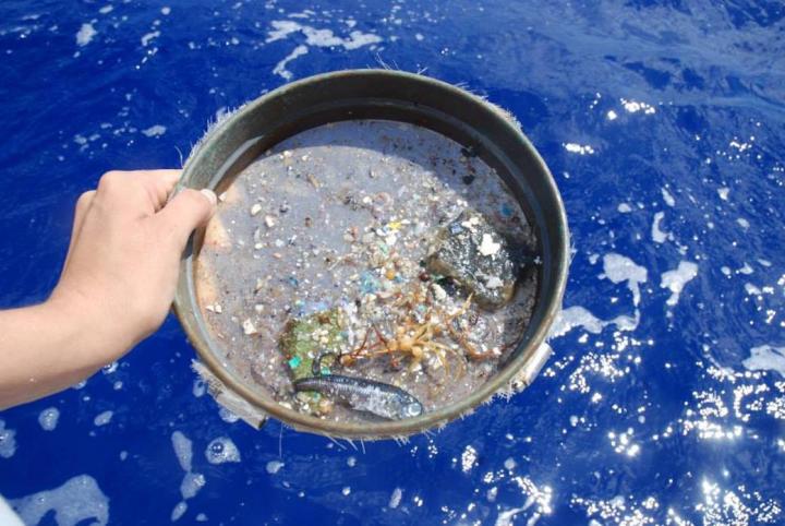 Microplastics Sifted From Ocean