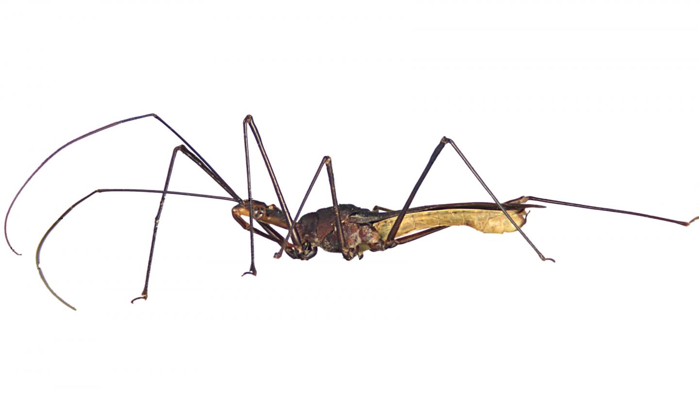 New Assassin Bug Species Zelus truxali
