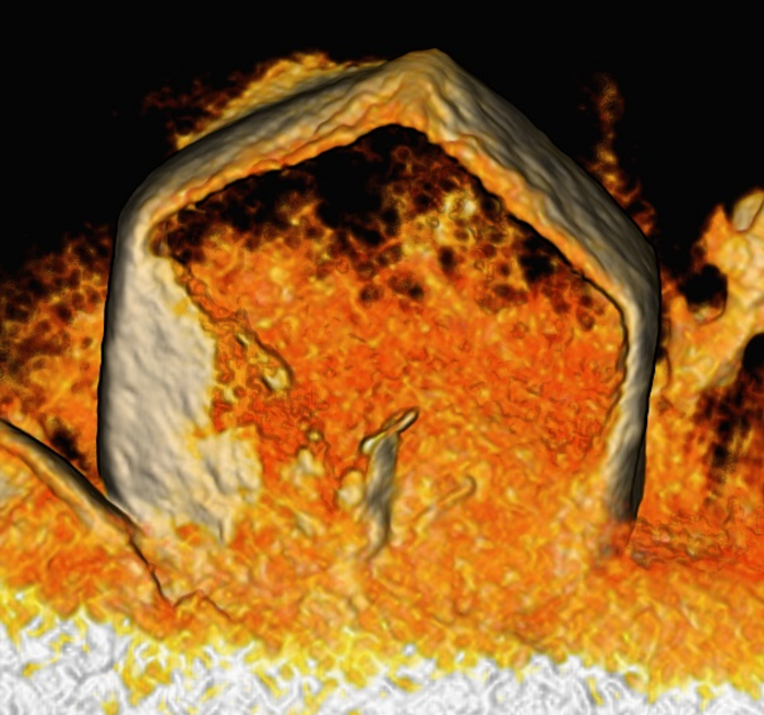 Cryo-TEM image of a single crystal of lithium metal that was seeded on a surprising, lithiophoboic nanocomposite surface