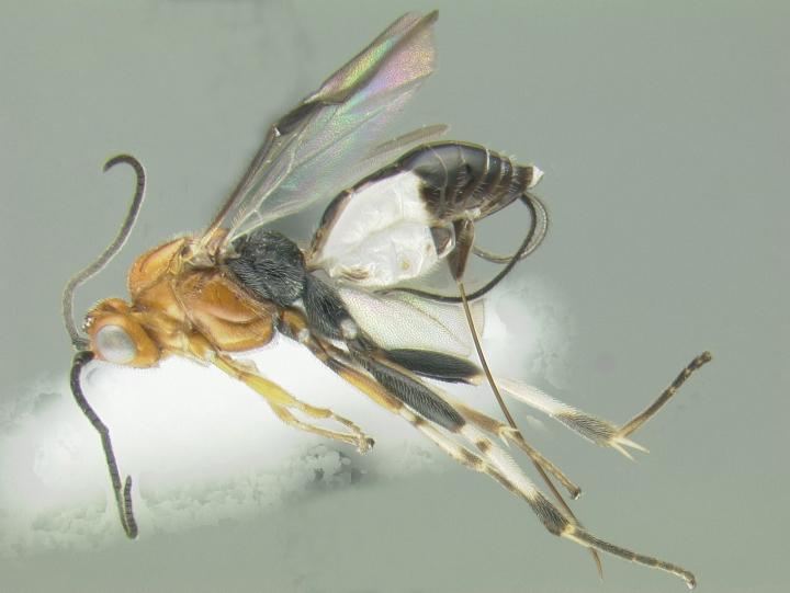 The New Species <i>Leuroagathis paulbakeri</i> Named after Entomology Student Paul Baker