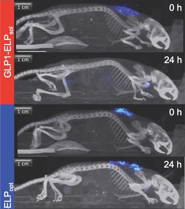 Glucose Control in Mice