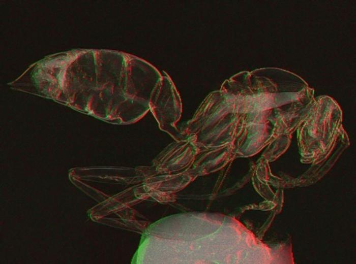 X-ray image of a wasp