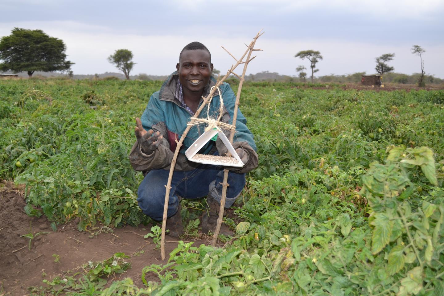 A Farmer Sets a Pheromone Trap to Fight Tomato Leaf Miner