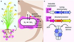 A hypothetical engineered nitrogen-fixing organism promoting wheat growth, highlighting current areas of focus for engineering nitrogenase in synthetic biology.