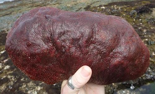 Gumboot Chiton