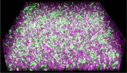 Harnessing the power of electricity-producing bacteria for programmable 'biohybrids'